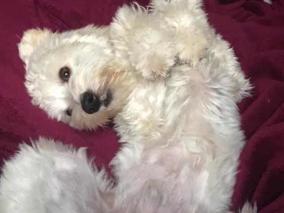 Cachorro ra a Poodle idade 1 ano nome Thor