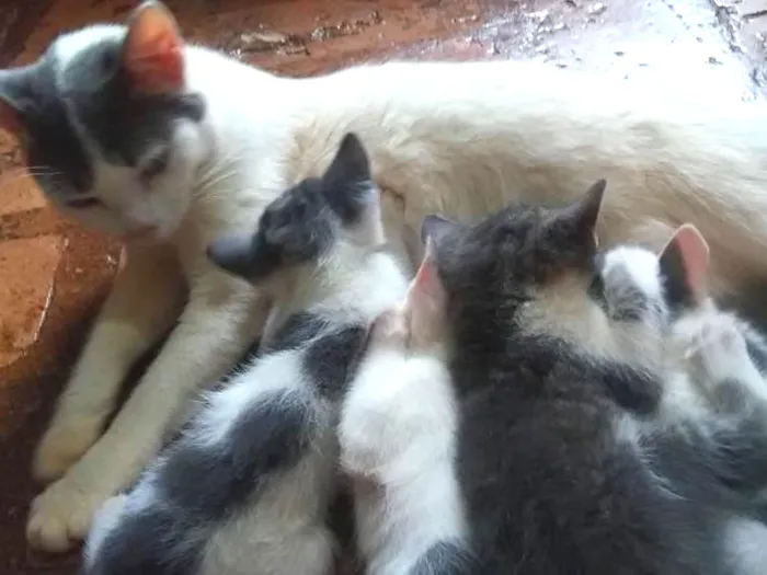 Gato ra a Vira-Lata idade Abaixo de 2 meses nome ---