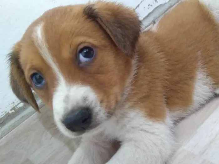 Cachorro ra a Vira Lata idade Abaixo de 2 meses nome Maya