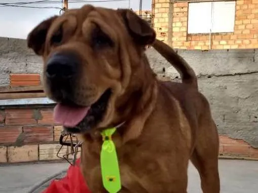 Cachorro ra a Sharpei idade 4 anos nome Duque