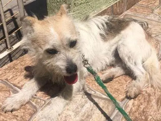 Cachorro ra a vira lata idade 1 ano nome Marcos