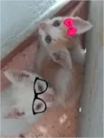 Ted e Isis