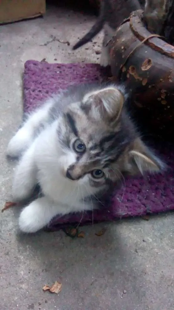 Gato ra a Não definida idade Abaixo de 2 meses nome Filhotes