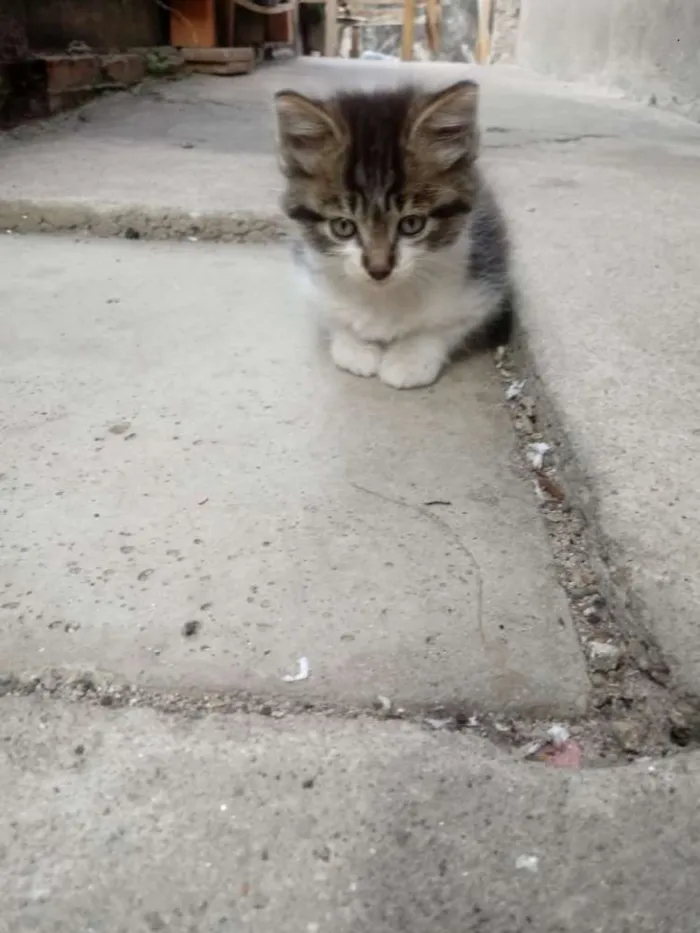 Gato ra a Não definida idade Abaixo de 2 meses nome Filhotes