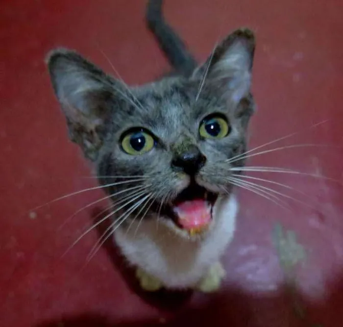 Gato ra a Sem raça idade 2 a 6 meses nome Lua