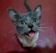 Lua