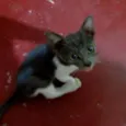 Lua