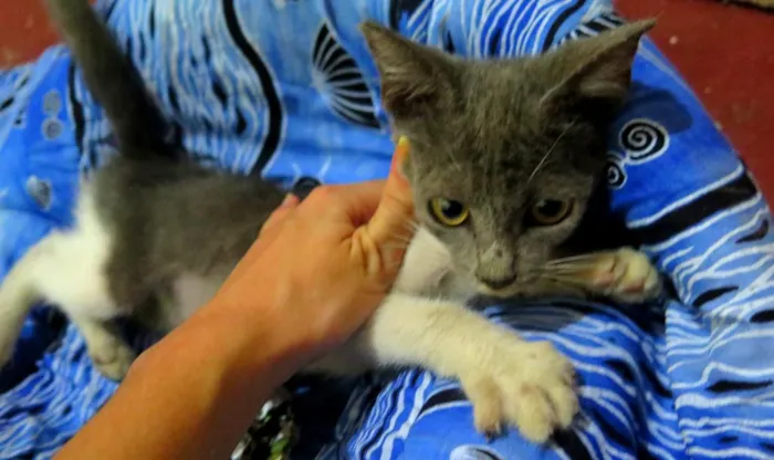 Gato ra a Sem raça idade 2 a 6 meses nome Lua