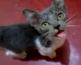 Lua