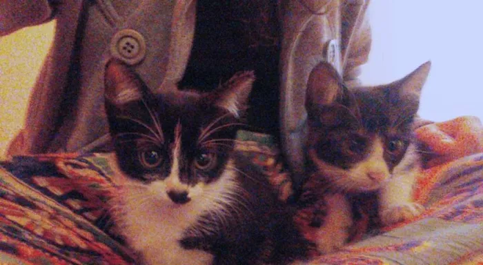 Gato ra a SRD idade Abaixo de 2 meses nome Capitu e Caju