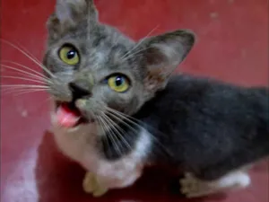 Gato raça Sem raça idade 2 a 6 meses nome Lua