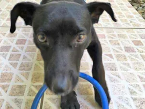 Cachorro raça Vira Lata idade 1 ano nome Ozzy