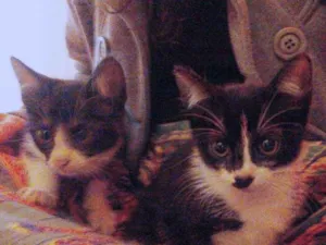Gato raça SRD idade Abaixo de 2 meses nome Capitu e Caju