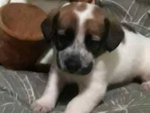 Cachorro raça Vira lata idade  nome Sem nome