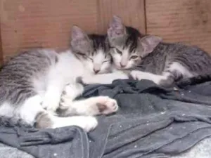 Gato raça Não definida idade Abaixo de 2 meses nome Filhotes