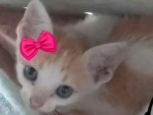 Gato ra a Sem raça definida idade Abaixo de 2 meses nome Ted e Isis