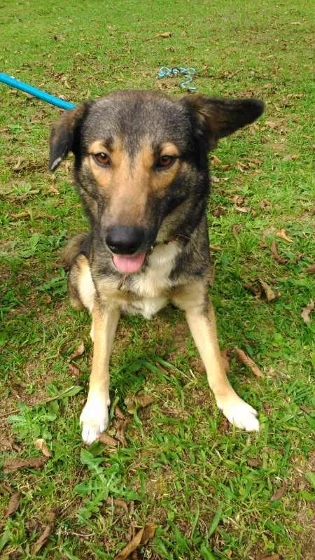 Cachorro ra a SRD idade  nome AKIM