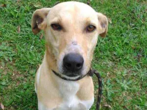 Cachorro raça SRD idade 2 anos nome VALENTE