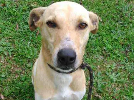 Cachorro ra a SRD idade 2 anos nome VALENTE