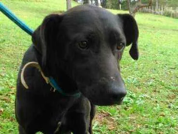 Cachorro ra a SRD idade 1 ano nome BUSTER