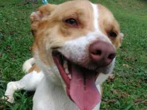 Cachorro raça SRD idade 1 ano nome ROBIN