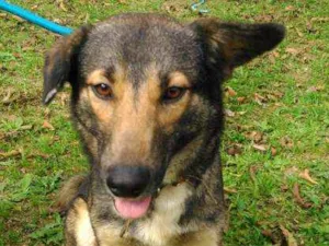Cachorro raça SRD idade  nome AKIM