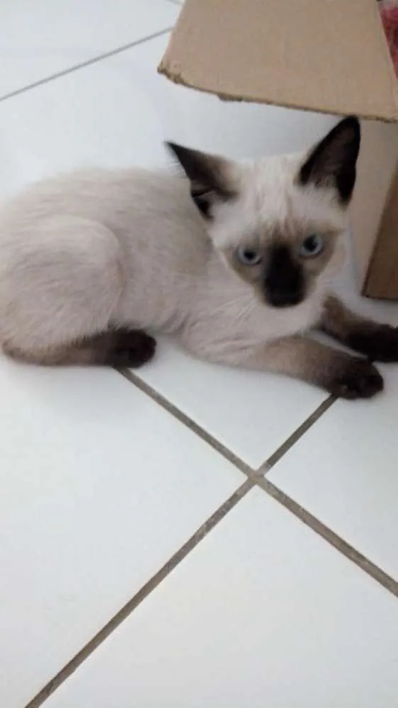 Gato ra a Siamês idade 2 a 6 meses nome Sem nome ainda