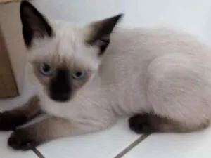 Gato raça Siamês idade 2 a 6 meses nome Sem nome ainda