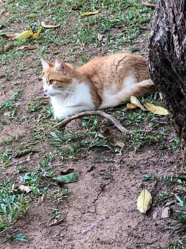 Gato ra a não identificada idade 3 anos nome Sem nome 