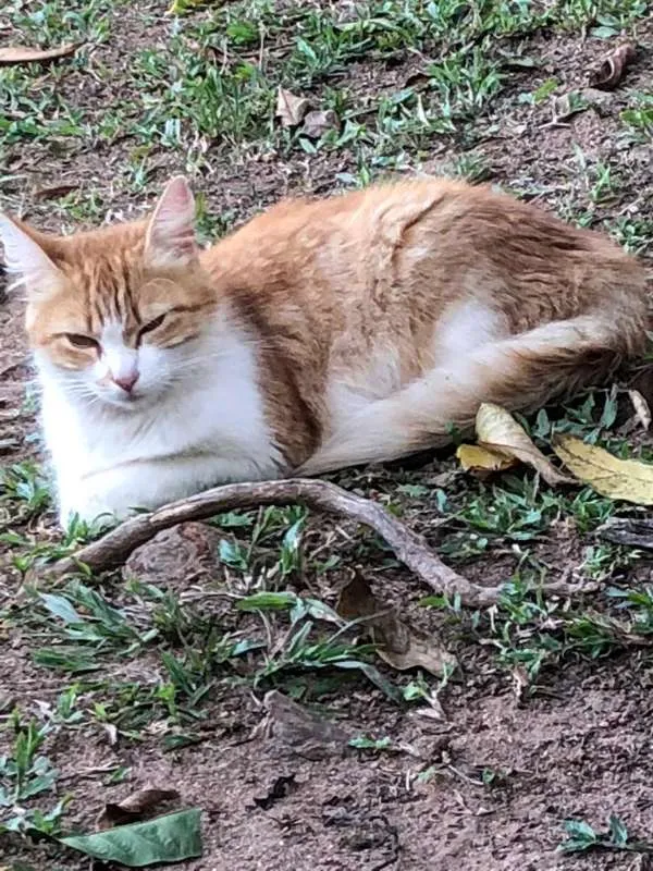 Gato ra a não identificada idade 3 anos nome Sem nome 