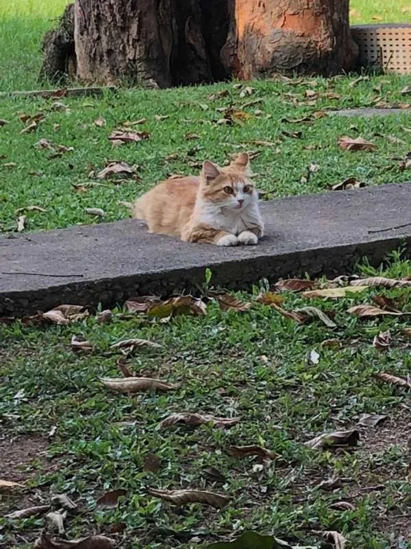 Gato ra a não identificada idade 3 anos nome Sem nome 