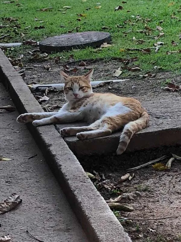 Gato ra a não identificada idade 3 anos nome Sem nome 