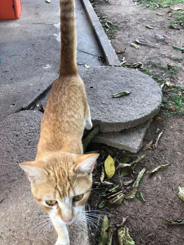 Gato ra a não identificada idade 3 anos nome Sem nome 