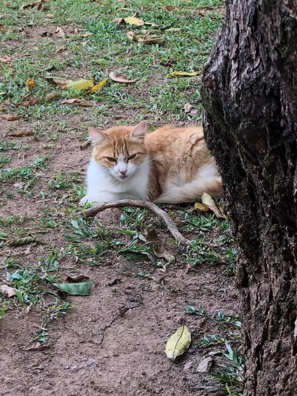 Gato ra a não identificada idade 3 anos nome Sem nome 