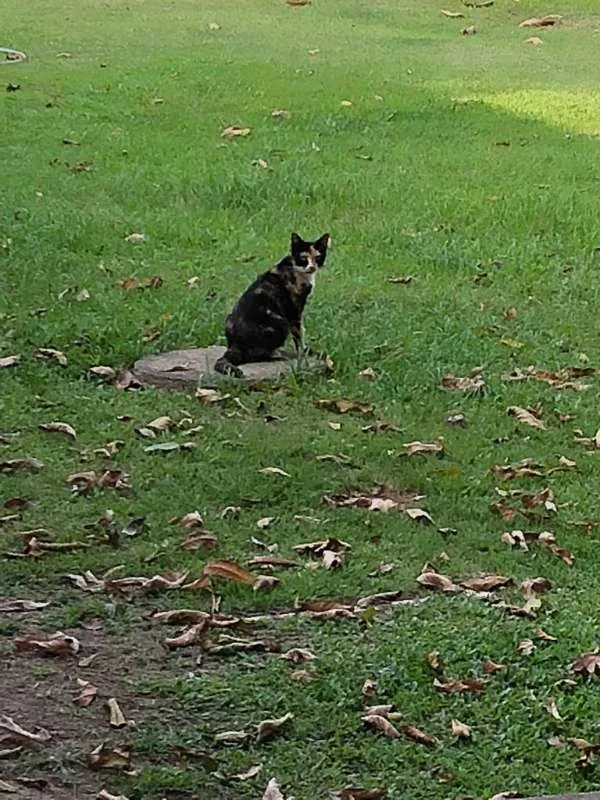 Gato ra a não identificada idade 3 anos nome Sem nome 