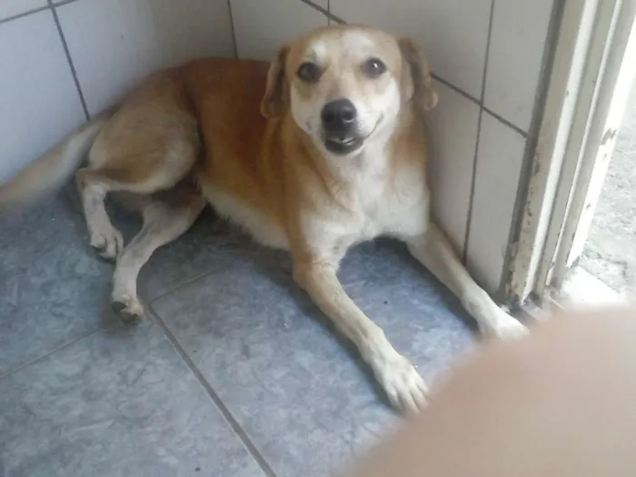 Cachorro ra a LABRADOR/VIRALATA idade 3 anos nome LILI castrada 