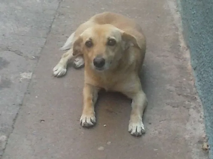 Cachorro ra a vira latinha/salsichinha idade  nome lora castrada