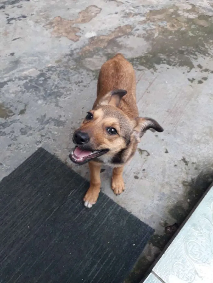 Cachorro raça Srd idade 2 a 6 meses nome May