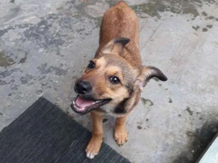 Cachorro raça Srd idade 2 a 6 meses nome May