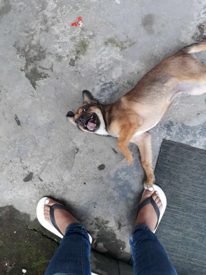 Cachorro raça Srd idade 2 a 6 meses nome May