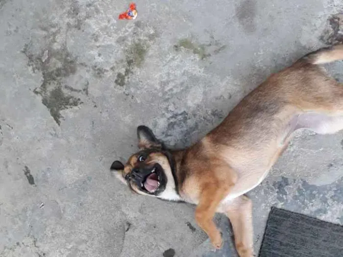 Cachorro raça Srd idade 2 a 6 meses nome May