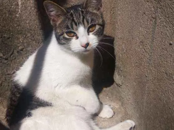 Gato ra a SRD idade 7 a 11 meses nome Sem Nome