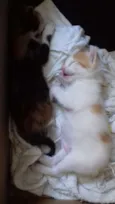 Daniela e Camila