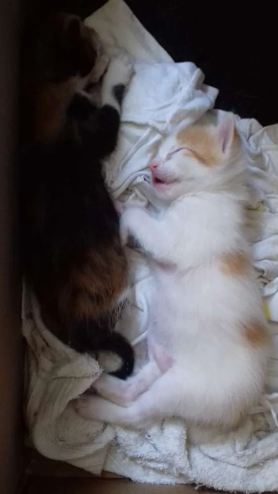 Gato raça Sem raça definida idade 2 a 6 meses nome Daniela e Camila