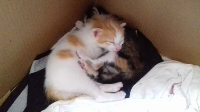 Gato raça Sem raça definida idade 2 a 6 meses nome Daniela e Camila
