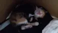 Daniela e Camila