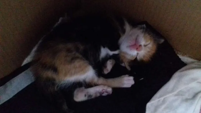 Gato raça Sem raça definida idade 2 a 6 meses nome Daniela e Camila