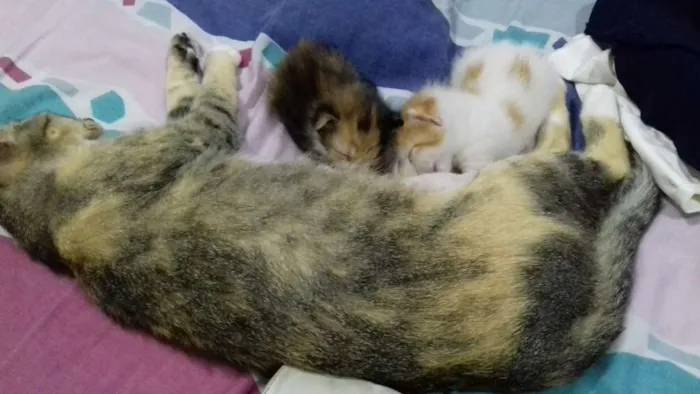 Gato raça Sem raça definida idade 2 a 6 meses nome Daniela e Camila