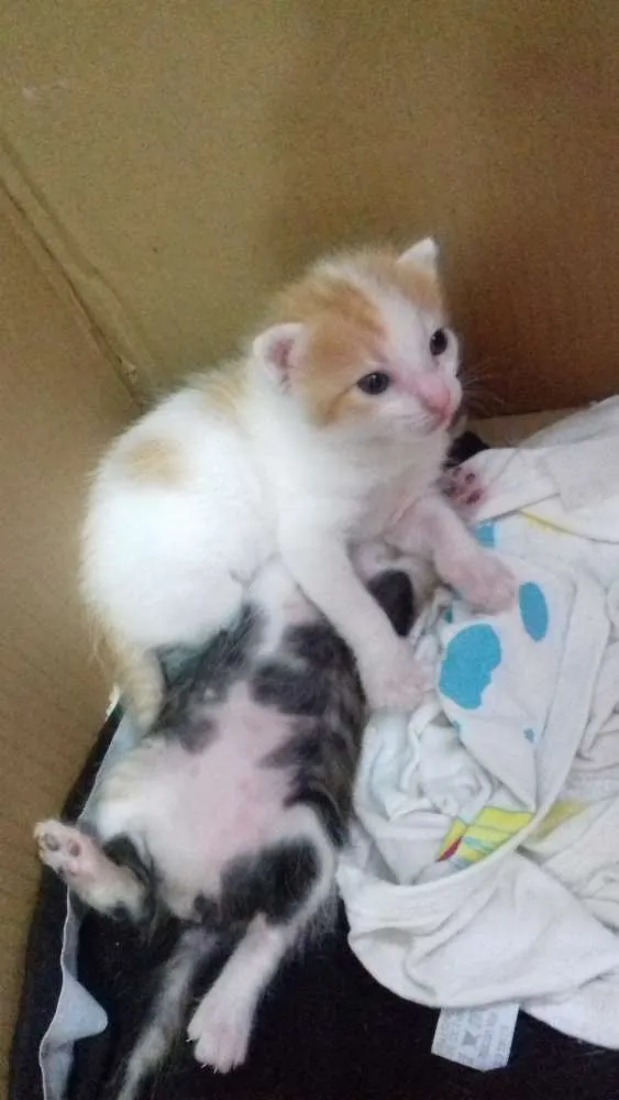 Gato raça Sem raça definida idade 2 a 6 meses nome Daniela e Camila
