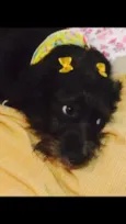 Preta